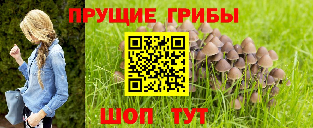 Галлюциногенные грибы GOLDEN TEACHER Новодвинск